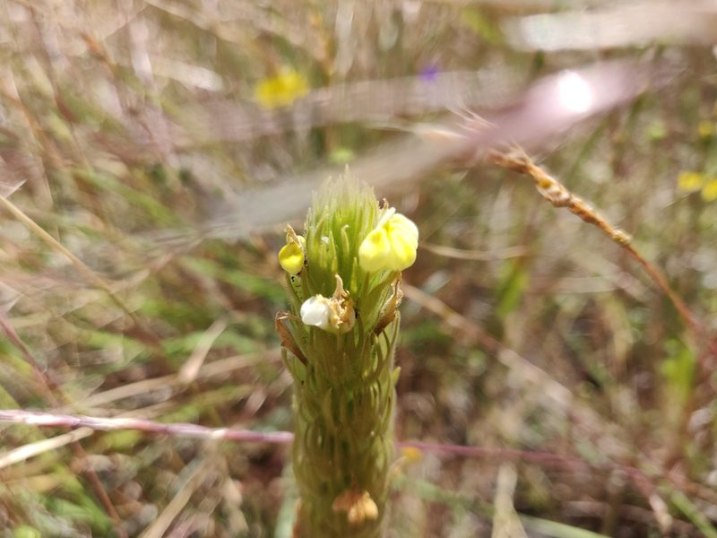 Castilleja rubicundula, photographed by Alexander Wentworth