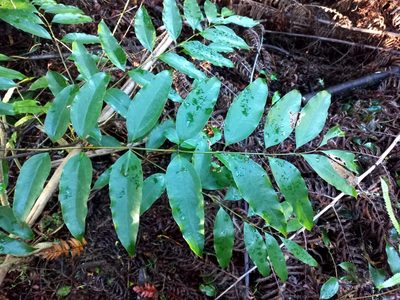 Ripogonum scandens, photographed by Mike Bowie