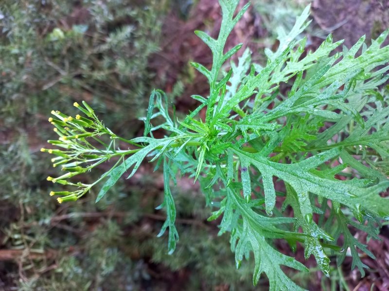 Senecio bipinnatisectus, photographed by Mike Bowie