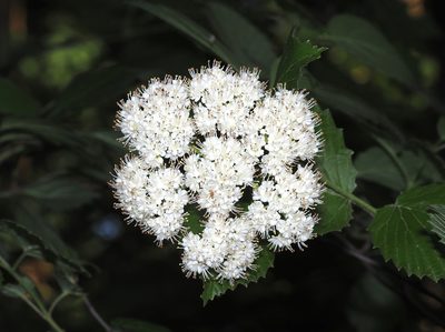 Viburnum dentatum, photographed by Jeff Clark