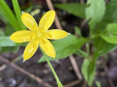 Hypoxis hirsuta, photographed by Christopher Volker