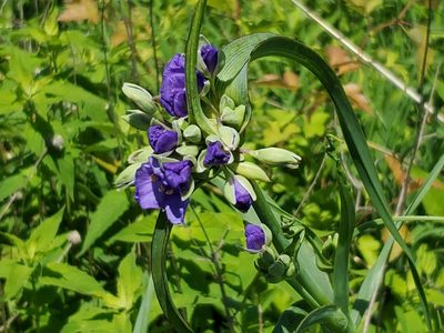 Tradescantia ohiensis, photographed by Craig Martin