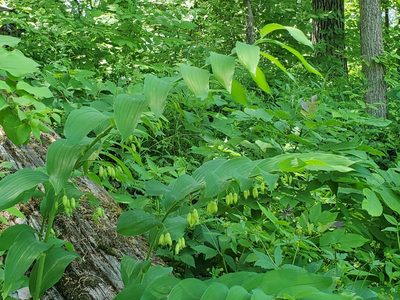 Polygonatum biflorum, photographed by Craig Martin