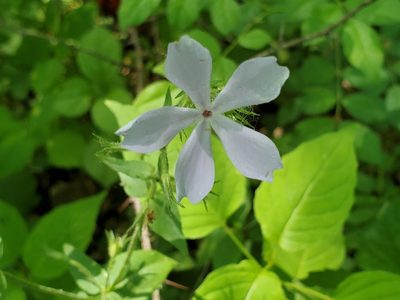 Phlox divaricata, photographed by Craig Martin