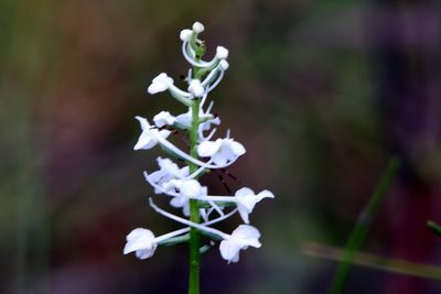 Platanthera nivea, photographed by Lauren McLaurin