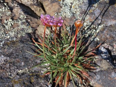 Armeria maritima, photographed by Erin Springinotic