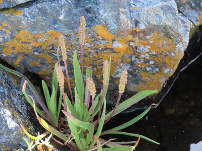 Plantago maritima, photographed by Erin Springinotic