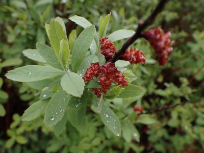 Myrica gale, photographed by Randal