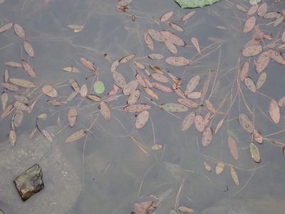 Potamogeton natans, photographed by Randal