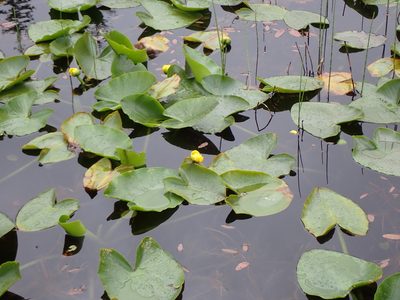 Nuphar polysepala, photographed by Randal