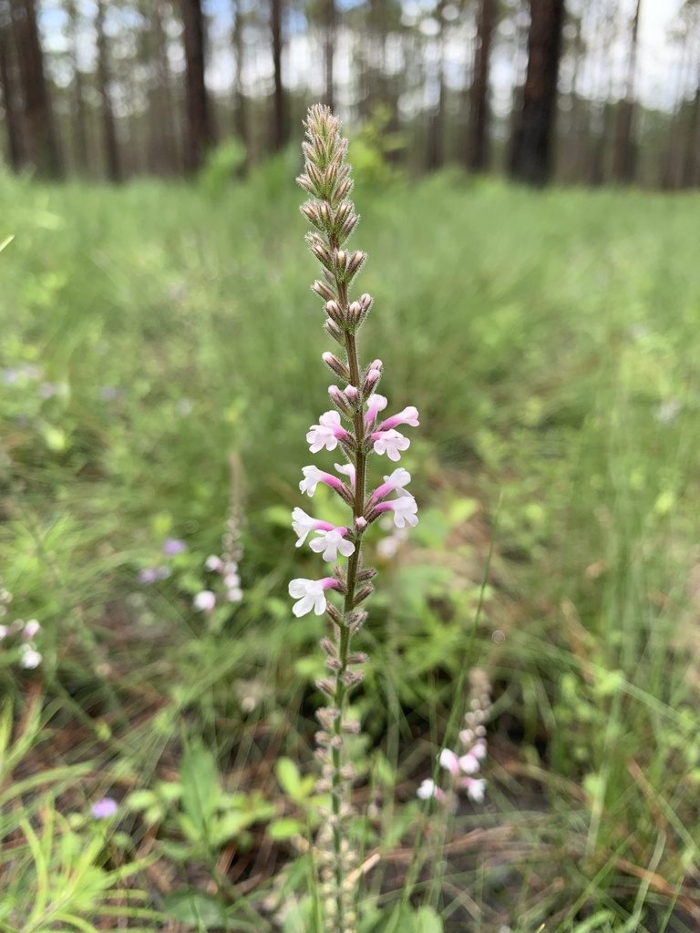 Verbena carnea, photographed by Tia Tyler