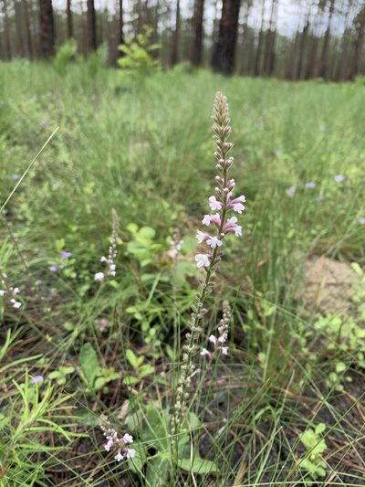 Verbena carnea, photographed by Tia Tyler