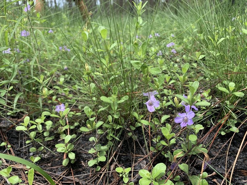 Dyschoriste oblongifolia, photographed by Tia Tyler