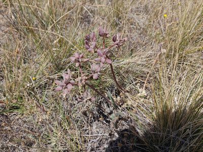 Lomatium dasycarpum, photographed by Alexander Wentworth