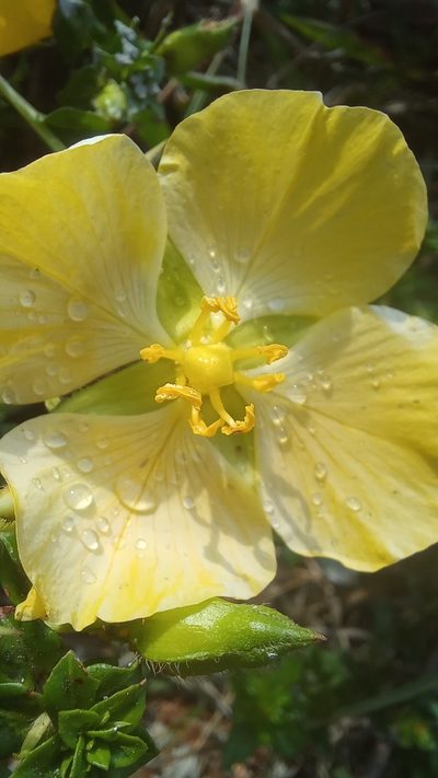 Ludwigia multinervia, photographed by JG