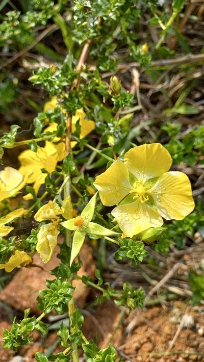Ludwigia multinervia, photographed by JG