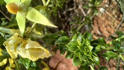 Ludwigia multinervia, photographed by JG