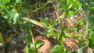 Ludwigia multinervia, photographed by JG