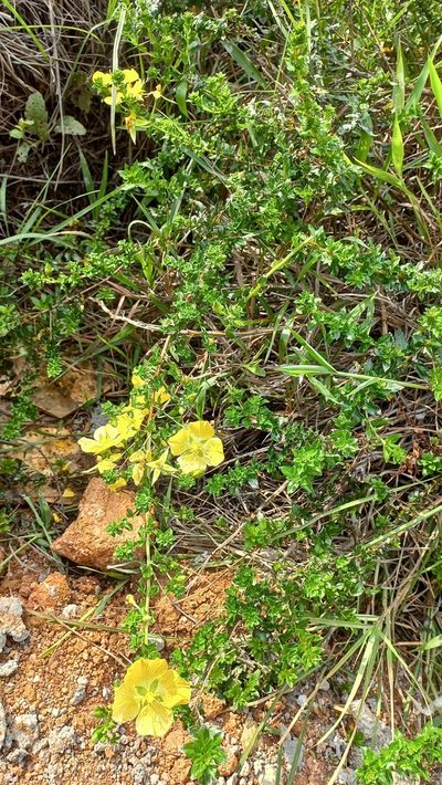 Ludwigia multinervia, photographed by JG