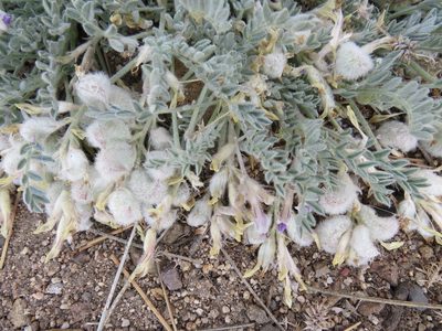 Astragalus purshii, photographed by Garth Harwood