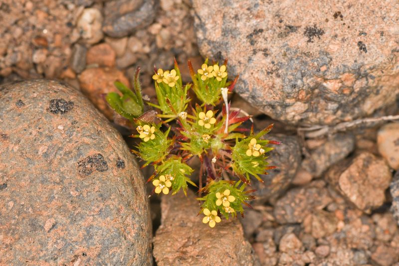Navarretia breweri, photographed by Trevor Van Loon