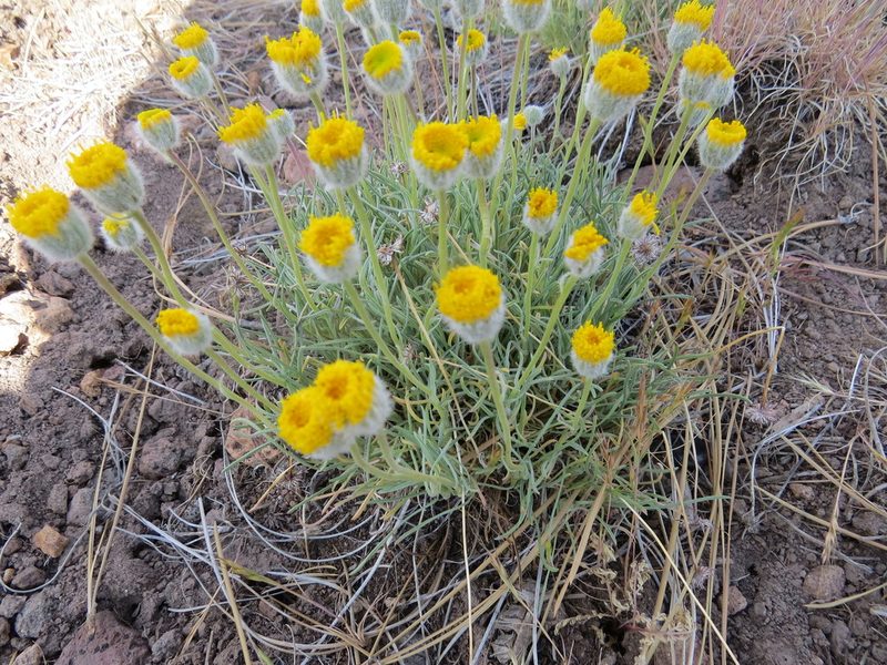 Erigeron bloomeri, photographed by Garth Harwood