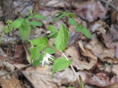Prosartes trachycarpa, photographed by djcooker