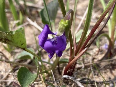 Viola nephrophylla, photographed by Derek