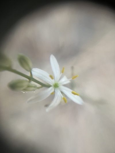 Chlorogalum angustifolium, photographed by Justin Felder