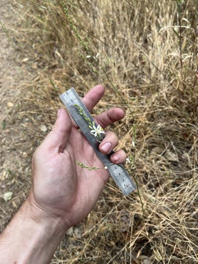 Chlorogalum angustifolium, photographed by Justin Felder