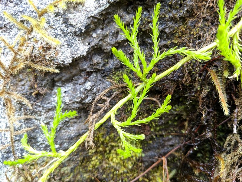 Diphasiastrum sitchense, photographed by Timothy McNitt