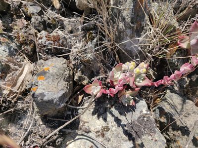 Dudleya farinosa, photographed by Alexander Wentworth