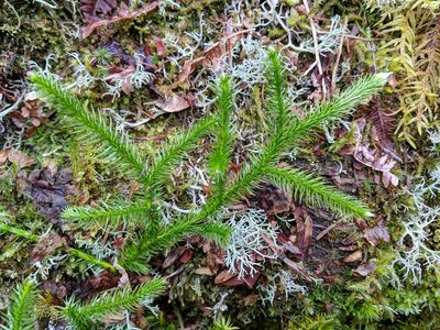 Lycopodium clavatum, photographed by Timothy McNitt