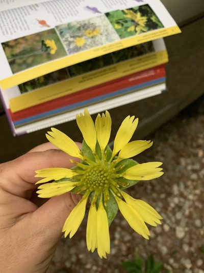 Tetragonotheca helianthoides, photographed by Tia Tyler