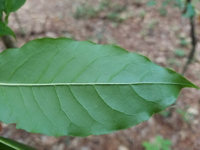 Oxydendrum arboreum
