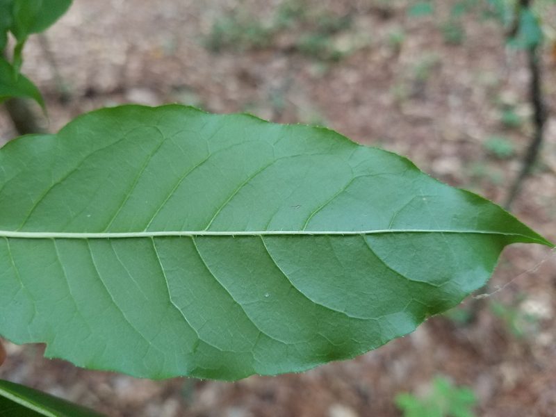 Oxydendrum arboreum, photographed by Leila Dasher
