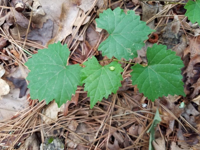 Vitis rotundifolia, photographed by Leila Dasher