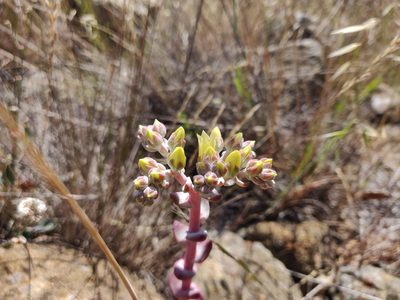Dudleya farinosa, photographed by Alexander Wentworth