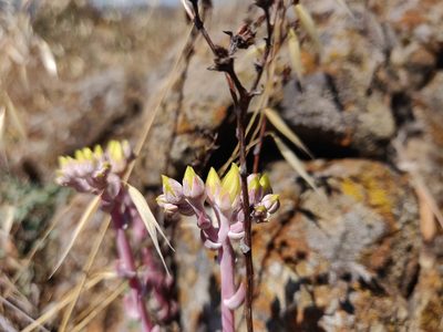 Dudleya farinosa, photographed by Alexander Wentworth