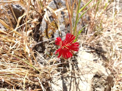 Silene laciniata, photographed by Alexander Wentworth