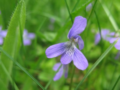 Viola cucullata, photographed by karuquebec