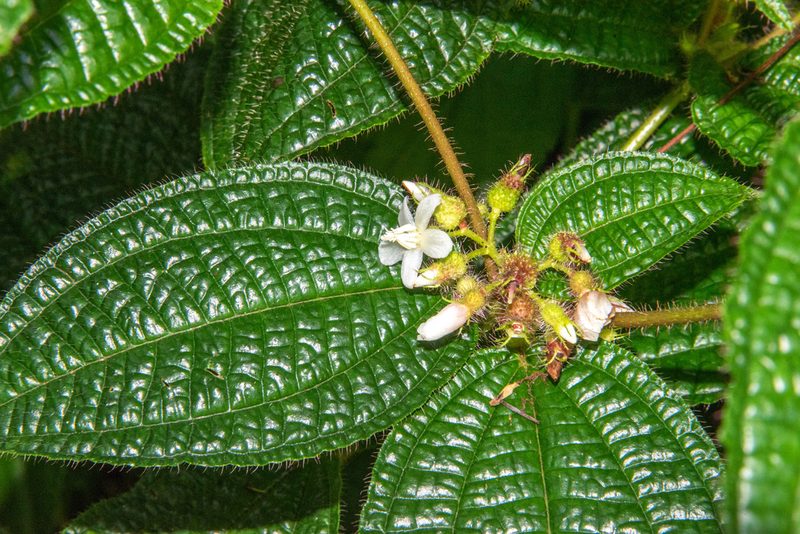 Miconia crenata, photographed by Don Loarie