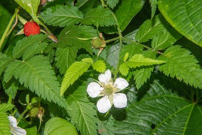 Rubus rosifolius, photographed by Don Loarie