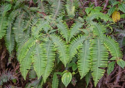Dicranopteris linearis, photographed by Don Loarie