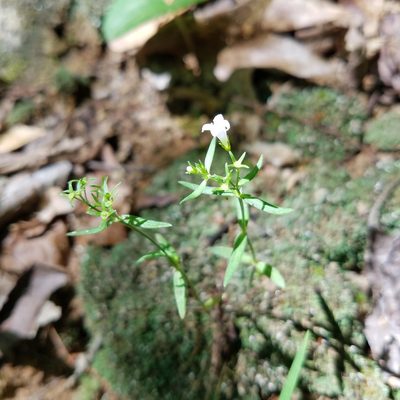 Houstonia longifolia, photographed by Leila Dasher