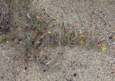 Camissonia parvula, photographed by Steve Matson