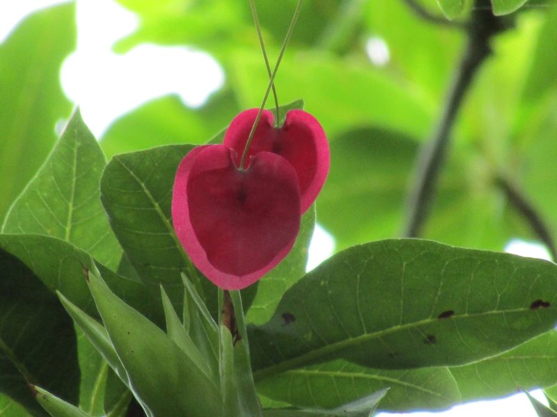 Passiflora membranacea, photographed by Sobeida Morales