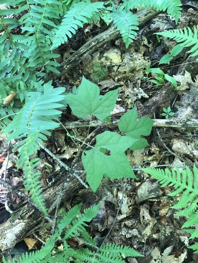 Calycocarpum lyonii, photographed by John Kees