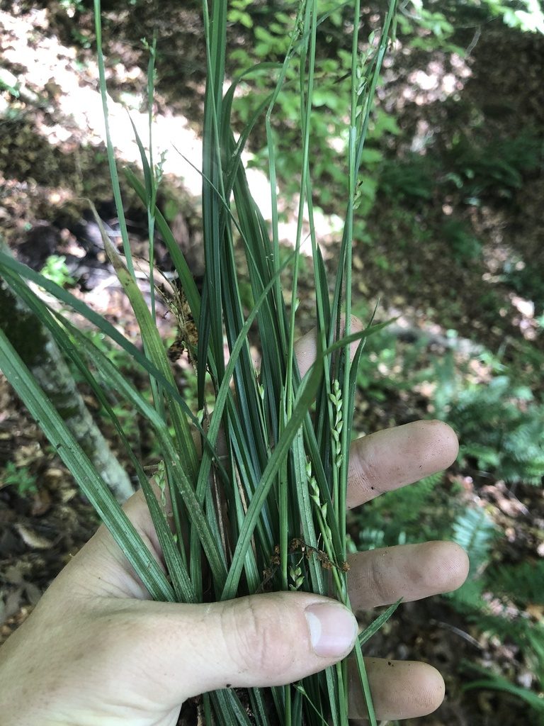 Carex ignota, photographed by John Kees
