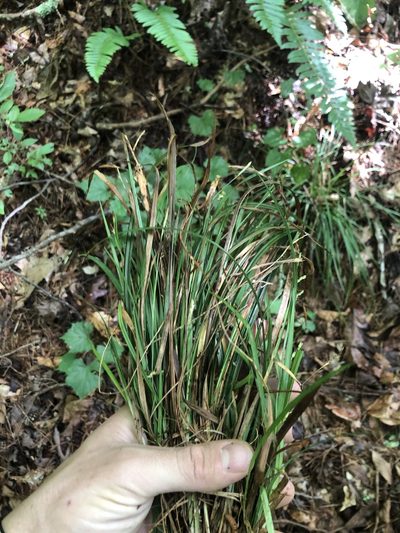 Carex digitalis, photographed by John Kees